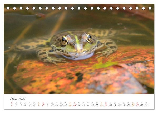 Produktbild: Frosch Karl, Hans und Max im Einklang der Natur (Tischkalender 2026 DIN A5 quer), CALVENDO Monatskalender
