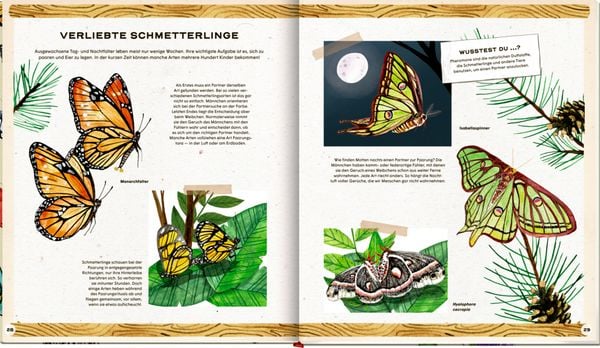 Produktbild: Die geheime Welt der Schmetterlinge