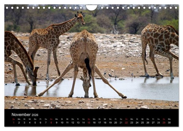 Produktbild: Giraffen &ndash; Faszination der Wildnis (Wandkalender 2026 DIN A4 quer), CALVENDO Monatskalender