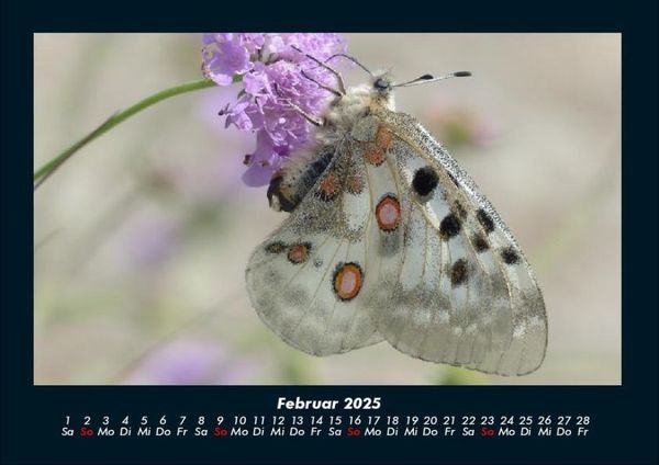 Produktbild: Bunte Pracht der Schmetterlinge 2025 Fotokalender DIN A4