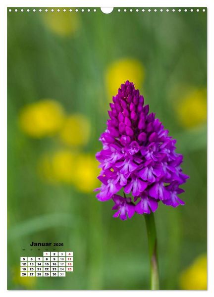 Produktbild: Zauber der Natur - Heimische Orchideen und Wiesenblumen (Wandkalender 2026 DIN A3 hoch), CALVENDO Monatskalender