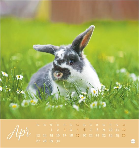 Produktbild: S&uuml;&szlig;e Kaninchen Postkartenkalender 2026