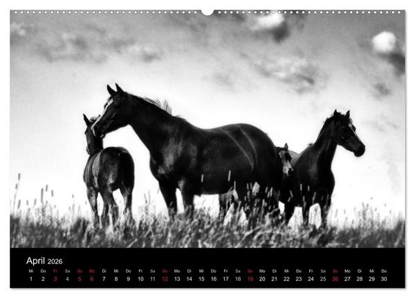 Produktbild: Pferde 2026 Wild Thing (Wandkalender 2026 DIN A2 quer), CALVENDO Monatskalender