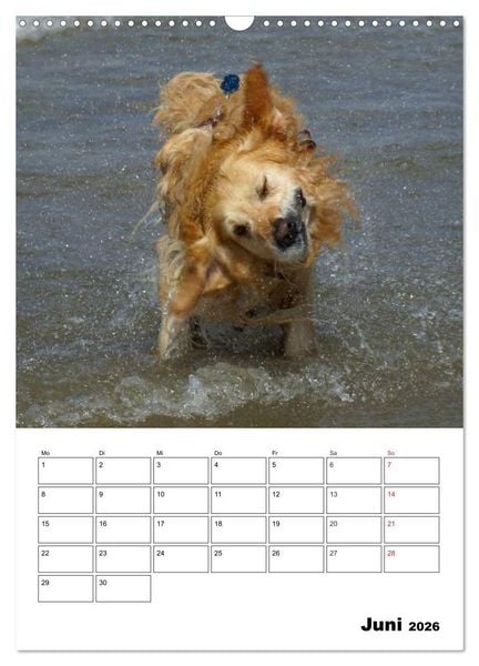 Produktbild: Gl&uuml;cklicher Golden Retriever (Wandkalender 2026 DIN A3 hoch), CALVENDO Monatskalender