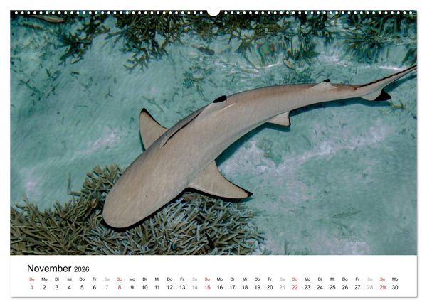 Produktbild: Unterwasserwelt der Malediven I (Wandkalender 2026 DIN A2 quer), CALVENDO Monatskalender