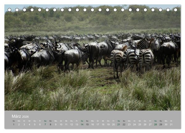 Produktbild: Safari Impressionen / Kenia (Tischkalender 2026 DIN A5 quer), CALVENDO Monatskalender