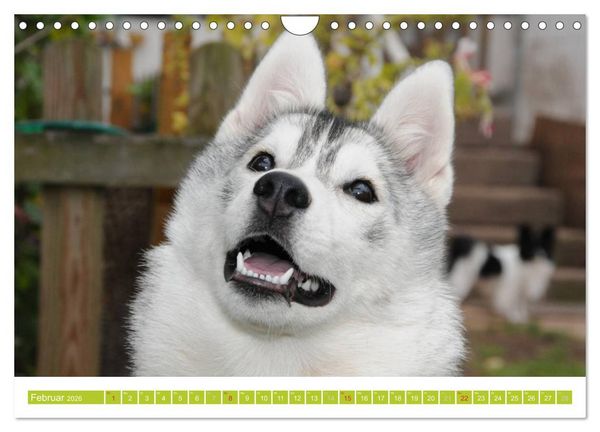 Produktbild: Siberian Husky - der Urtyp (Wandkalender 2026 DIN A4 quer), CALVENDO Monatskalender