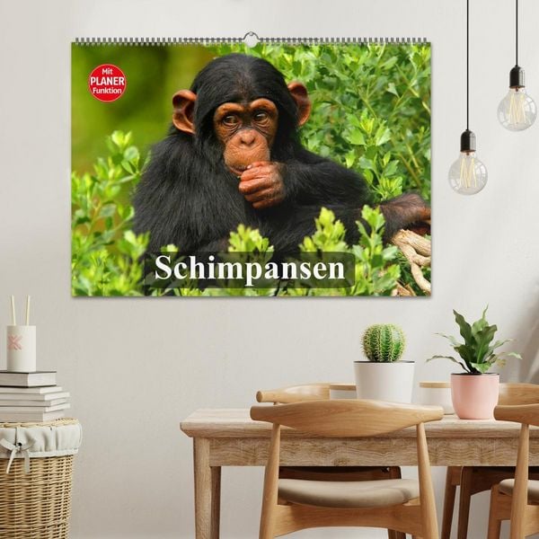 Produktbild: Schimpansen (Wandkalender 2026 DIN A2 quer), CALVENDO Monatskalender