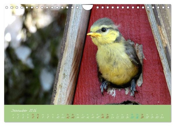 Produktbild: Die Blaumeise, Gast in unserem Garten (Wandkalender 2026 DIN A4 quer), CALVENDO Monatskalender
