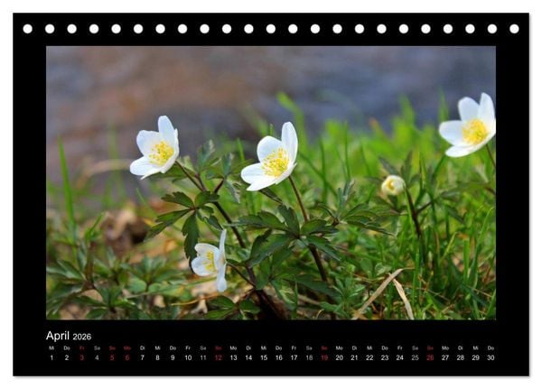 Produktbild: Landschaft Teufelsmoor / 2026 (Tischkalender 2026 DIN A5 quer), CALVENDO Monatskalender