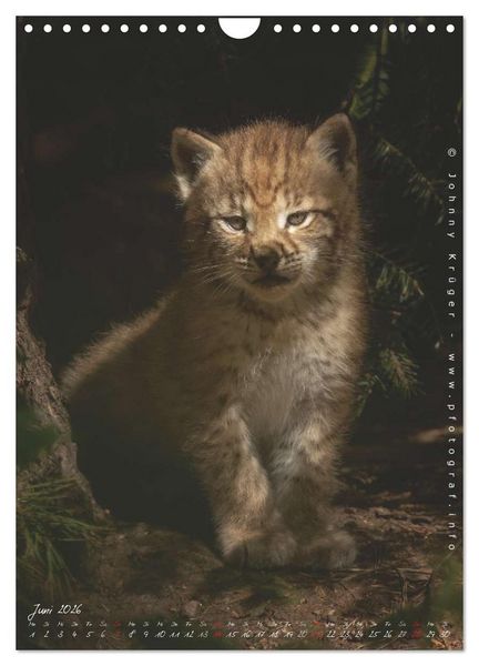 Produktbild: Luchs (Wandkalender 2026 DIN A4 hoch), CALVENDO Monatskalender