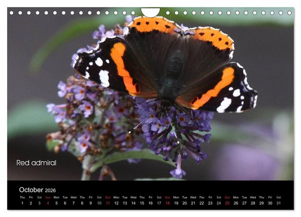 Produktbild: Beautiful British Butterflies (Wall Calendar 2026 DIN A4 landscape), CALVENDO 12 Month Wall Calendar