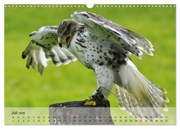 Produktbild: Falken und Greifv&ouml;gel. Edle J&auml;ger (Wandkalender 2026 DIN A3 quer), CALVENDO Monatskalender