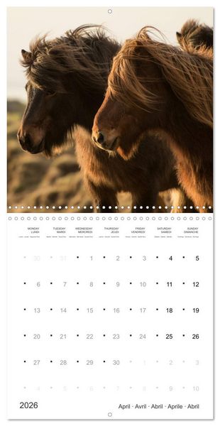 Produktbild: Icelandic Horses - wild and free (Wall Calendar 2026 12 &times; 12 Inch) CALVENDO 12 Month Wall Calendar