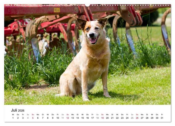 Produktbild: Faszinierende Australian Cattle Dogs (Wandkalender 2026 DIN A2 quer), CALVENDO Monatskalender