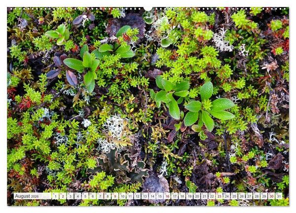 Produktbild: Feine Formen der Natur (hochwertiger Premium Wandkalender 2026 DIN A2 quer), Kunstdruck in Hochglanz