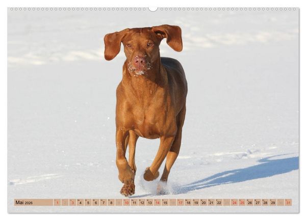 Produktbild: Magyar Vizsla - Vielseitiger Jagdhund mit Familienanschluss (hochwertiger Premium Wandkalender 2026 DIN A2 quer), Kunstdruck in Hochglanz