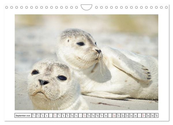 Produktbild: Seals on the Beach (Wall Calendar 2026 DIN A4 landscape), CALVENDO 12 Month Wall Calendar