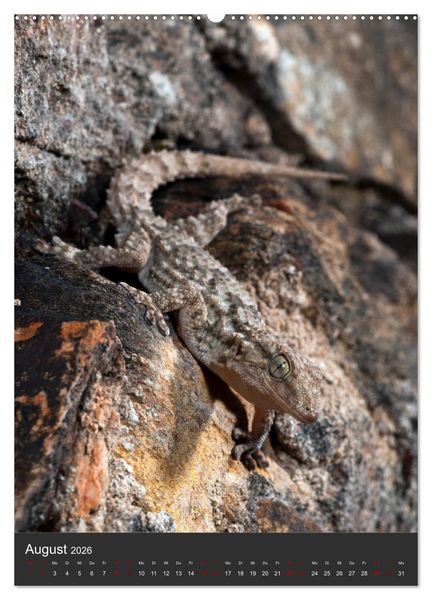 Produktbild: GECKOS (hochwertiger Premium Wandkalender 2026 DIN A2 hoch), Kunstdruck in Hochglanz