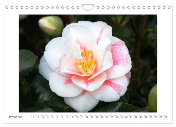 Produktbild: Cam&eacute;lias mystiques (Calendrier mural 2026 DIN A4 vertical), CALVENDO calendrier mensuel