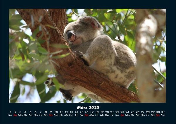 Produktbild: Koala 2025 Fotokalender DIN A4