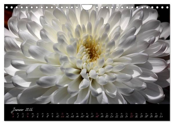 Produktbild: Floral Portraits - Blumen Impression (Wandkalender 2026 DIN A4 quer), CALVENDO Monatskalender