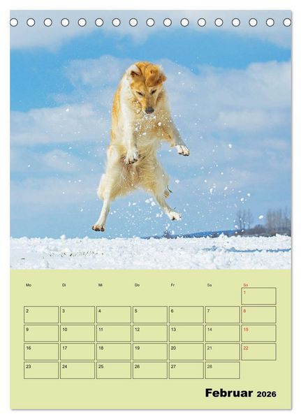 Produktbild: Jahresplaner Golden Retriever (Tischkalender 2026 DIN A5 hoch), CALVENDO Monatskalender