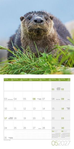 Produktbild: Otter Kalender 2027 - 30x30 - Art12