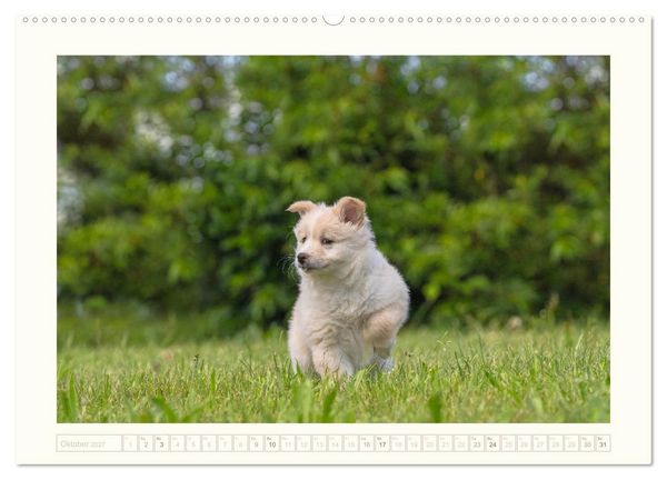 Produktbild: Kleine Islandhunde entdecken die Welt (hochwertiger Premium Wandkalender 2027 DIN A2 quer), Kunstdruck in Hochglanz