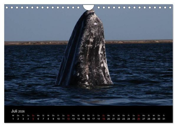 Produktbild: Baja California - Impressionen der mexikanischen Halbinsel (Wandkalender 2026 DIN A4 quer), CALVENDO Monatskalender