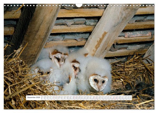 Produktbild: Das Leben der Eulen, die Damen der Nacht (Wandkalender 2026 DIN A3 quer), CALVENDO Monatskalender