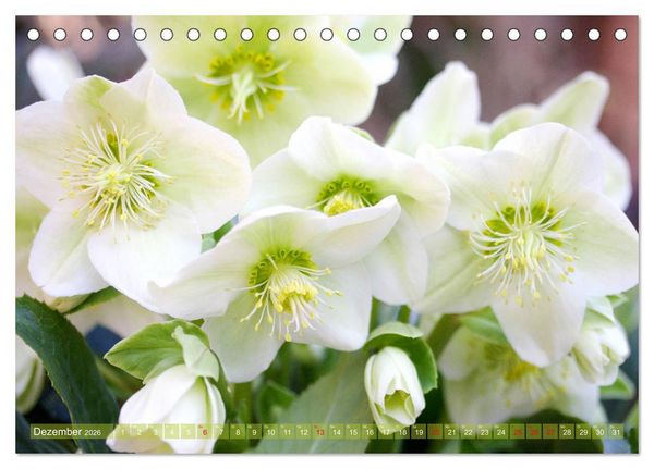 Produktbild: Wei&szlig;e Fr&uuml;hlingsbl&uuml;ten (Tischkalender 2026 DIN A5 quer), CALVENDO Monatskalender