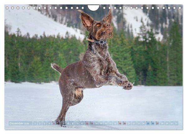 Produktbild: Deutsch Drahthaar - Ein Jahr mit Max (Wandkalender 2026 DIN A4 quer), CALVENDO Monatskalender