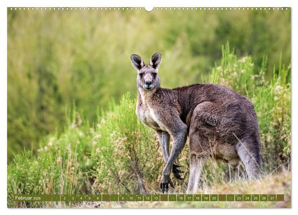 Produktbild: Big Five Australiens Buckelwal, Walhai, Orca, Quokka,K&auml;nguru (hochwertiger Premium Wandkalender 2026 DIN A2 quer), Kunstdruck in Hochglanz