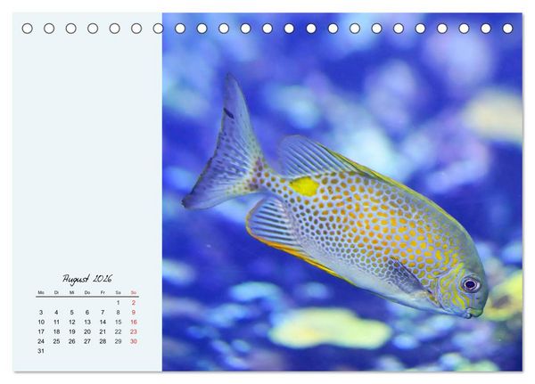 Produktbild: Salzwasseraquarium. Meeresfische im heimischen Wohnzimmer (Tischkalender 2026 DIN A5 quer), CALVENDO Monatskalender