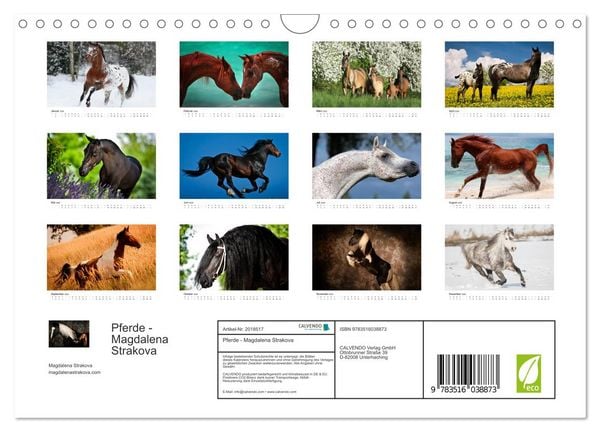Produktbild: Pferde - Magdalena Strakova (Wandkalender 2026 DIN A4 quer), CALVENDO Monatskalender