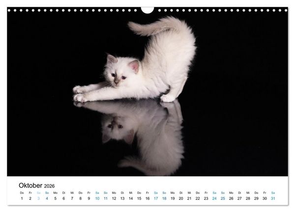 Produktbild: Heilige Birma Kitten - ein Traum auf wei&szlig;en Pf&ouml;tchen (Wandkalender 2026 DIN A3 quer), CALVENDO Monatskalender