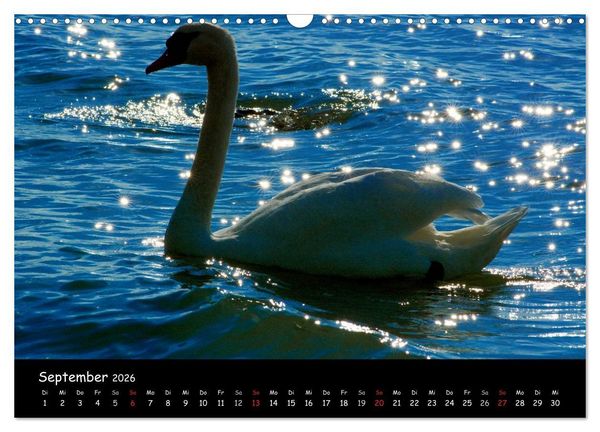 Produktbild: Lazise und Umgebung (Wandkalender 2026 DIN A3 quer), CALVENDO Monatskalender