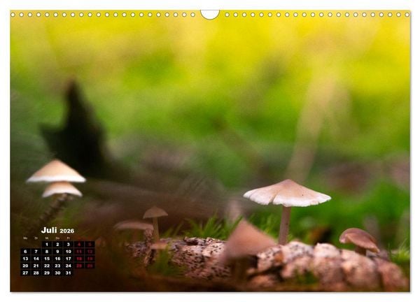 Produktbild: Pilzmagie (Wandkalender 2026 DIN A3 quer), CALVENDO Monatskalender