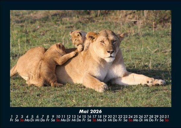 Produktbild: Tiere in der Wildnis 2026 Fotokalender DIN A5
