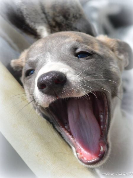 Produktbild: CALVENDO Puzzle Classy Whippets | 1000 Teile Lege-Gr&ouml;&szlig;e 64x48cm Foto-Puzzle f&uuml;r gl&uuml;ckliche Stunden