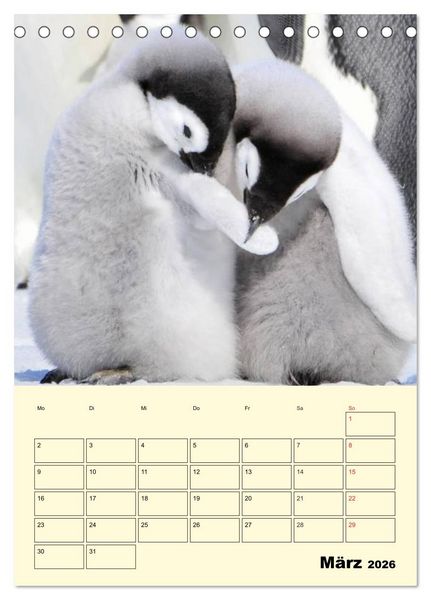 Produktbild: Pinguine. Wackeln im Thermo-Frack (Tischkalender 2026 DIN A5 hoch), CALVENDO Monatskalender