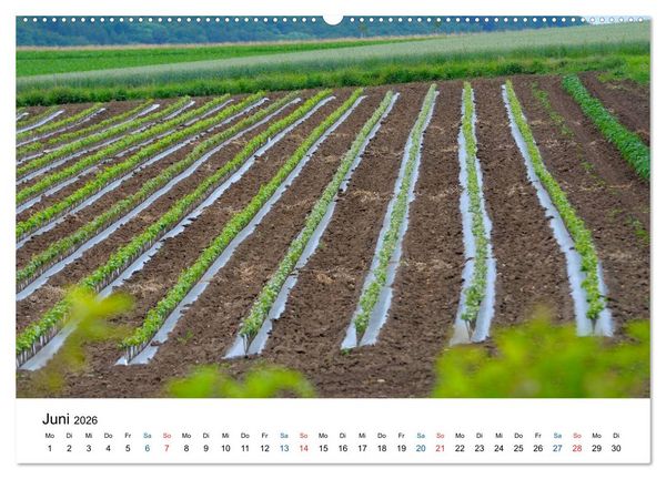 Produktbild: W&uuml;rttemberger Wein 2026 (hochwertiger Premium Wandkalender 2026 DIN A2 quer), Kunstdruck in Hochglanz