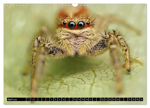 Produktbild: Jumping Spiders (Wall Calendar 2026 DIN A3 landscape), CALVENDO 12 Month Wall Calendar