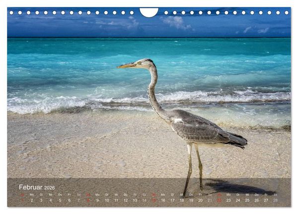Produktbild: Malediven Impressionen aus dem Paradies (Wandkalender 2026 DIN A4 quer), CALVENDO Monatskalender