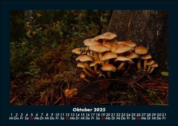 Produktbild: Pilzkalender 2025 Fotokalender DIN A5