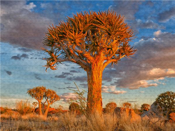 Produktbild: CALVENDO Puzzle K&ouml;cherbaum, Augrabies Falls National Park, S&uuml;dafrika | 1000 Teile Lege-Gr&ouml;&szlig;e 64x48cm Foto-Puzzle f&uuml;r gl&uuml;ckliche Stunden