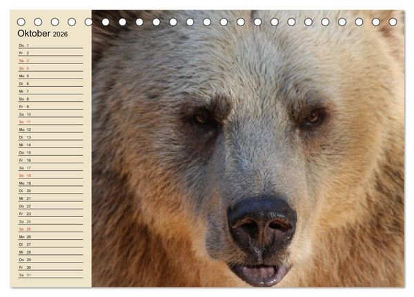 Produktbild: B&auml;ren (Tischkalender 2026 DIN A5 quer), CALVENDO Monatskalender