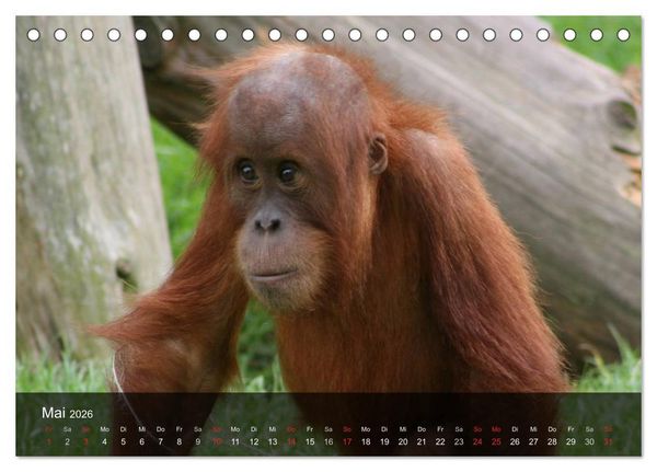 Produktbild: Menschenaffen. Gorillas, Schimpansen, Orang-Utans (Tischkalender 2026 DIN A5 quer), CALVENDO Monatskalender
