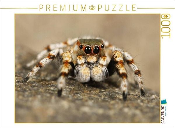 Produktbild: CALVENDO Puzzle Ein Motiv aus dem Kalender Faszination Spinnen | 1000 Teile Lege-Gr&ouml;&szlig;e 64x48cm Foto-Puzzle f&uuml;r gl&uuml;ckliche Stunden